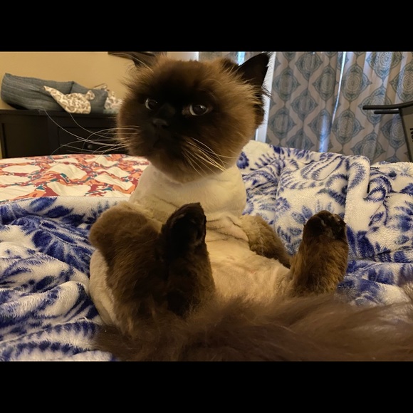 Meet your Posher, Sara - Picture 3 of 12